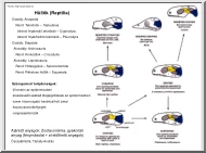 Hüllők (Reptilla)