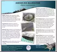 American Alligator, Alligator Mississippiensis