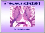 Dr. Székely Andrea - A thalamus