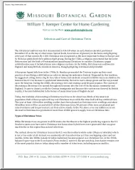 Selection and Care of Christmas Trees