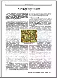 Rusznyák Olivér - A gyógyító hernyóselyem