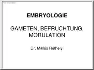 Dr. Réthelyi Miklós - Embryologie, Gameten, Befruchtung, Morulation