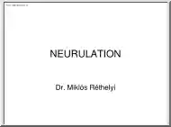 Dr. Réthelyi Miklós - Neurulation