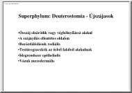 Deuterostomia, újszájasok II