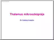 Dr. Gallatz Katalin - A Thalamus mikroszkópiája