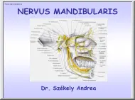 Dr. Székely Andrea - Nervus