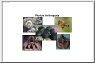 About Phylum Arthropoda