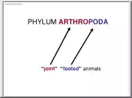 Phylum Arthropoda, Notes