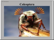 Bogarak (Coleoptera) képei I