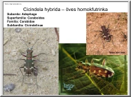 Bogarak (Coleoptera) képei II